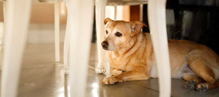 How to Help a Dog That’s Afraid of Thunderstorms: Calming Tips & Techniques